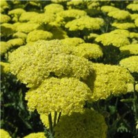 Achillea 'Taygetea' geen maat specificatie 0,55L/P9cm - afbeelding 2