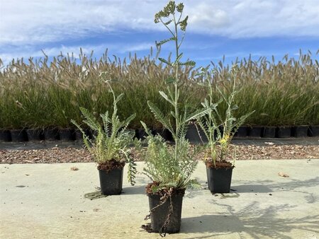 Achillea 'Terracotta' geen maat specificatie 0,55L/P9cm - afbeelding 7