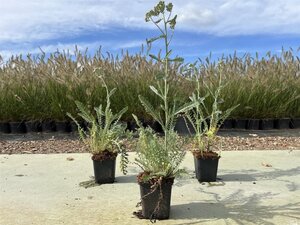 Achillea 'Terracotta' geen maat specificatie 0,55L/P9cm - afbeelding 7