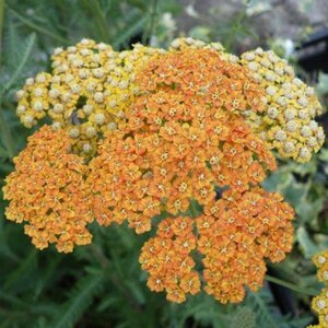 Achillea 'Terracotta' geen maat specificatie 0,55L/P9cm - afbeelding 2