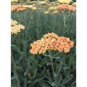 Achillea 'Terracotta' geen maat specificatie 0,55L/P9cm - afbeelding 4
