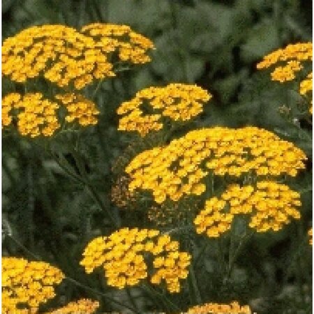 Achillea 'Terracotta' geen maat specificatie 0,55L/P9cm - image 3