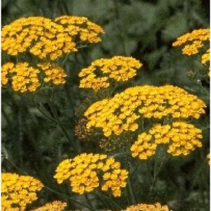 Achillea 'Terracotta' geen maat specificatie 0,55L/P9cm - image 3