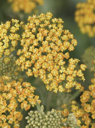 Achillea 'Terracotta' geen maat specificatie 0,55L/P9cm - image 10