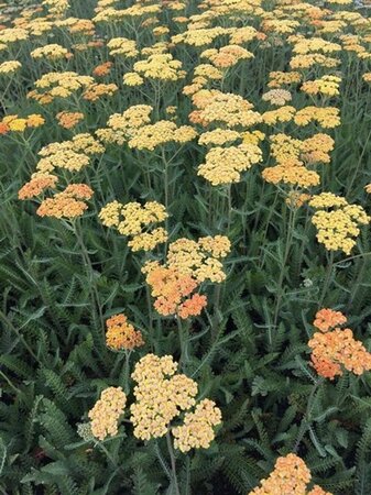 Achillea 'Terracotta' geen maat specificatie 0,55L/P9cm - image 5