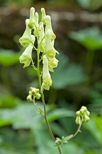Aconitum vulparia geen maat specificatie 0,55L/P9cm
