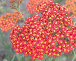 Achillea 'Walther Funcke' geen maat specificatie 0,55L/P9cm - afbeelding 2
