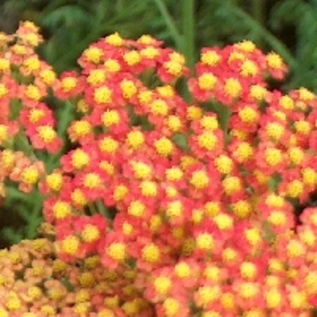 Achillea 'Walther Funcke' geen maat specificatie 0,55L/P9cm - image 1