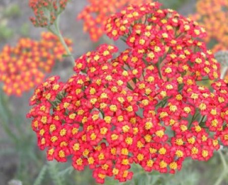 Achillea 'Walther Funcke' geen maat specificatie 0,55L/P9cm - image 2