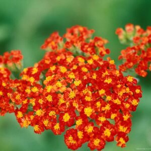 Achillea 'Walther Funcke' geen maat specificatie 0,55L/P9cm - image 3