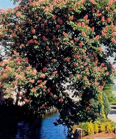 Aesculus carnea 'Briotii' 10-12 Hoogstam wortelgoed - afbeelding 5