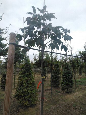 Aesculus carnea 'Briotii' 10-12 Hoogstam wortelgoed - afbeelding 4