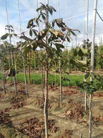 Aesculus carnea 'Briotii' 10-12 Hoogstam wortelgoed - afbeelding 2