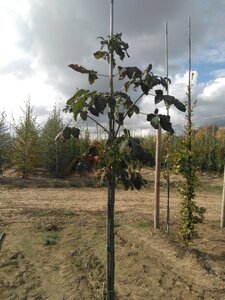 Aesculus carnea 'Briotii' 10-12 Hoogstam wortelgoed - afbeelding 3