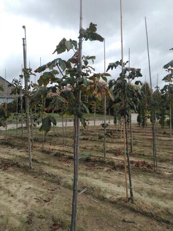 Aesculus carnea 'Briotii' 6-8 Hoogstam wortelgoed - afbeelding 3