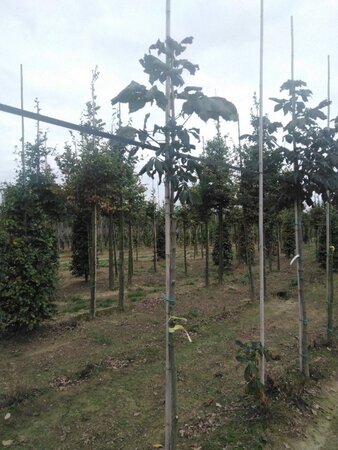 Aesculus carnea 'Briotii' 8-10 Hoogstam wortelgoed - afbeelding 4