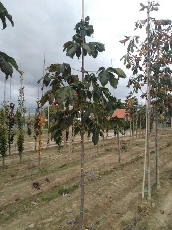 Aesculus carnea 'Briotii' 8-10 Hoogstam wortelgoed - afbeelding 5