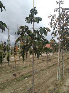 Aesculus carnea 'Briotii' 8-10 Hoogstam wortelgoed - afbeelding 5