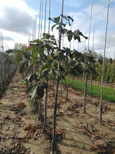 Aesculus carnea 'Briotii' 8-10 Hoogstam wortelgoed - afbeelding 2