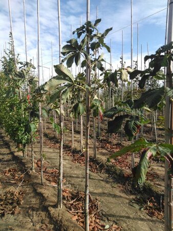 Aesculus carnea 'Briotii' 8-10 Hoogstam wortelgoed - afbeelding 3