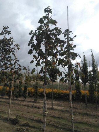 Aesculus hip. 'Baumannii' 16-18 Hoogstam draadkluit 3 X verplant - afbeelding 4