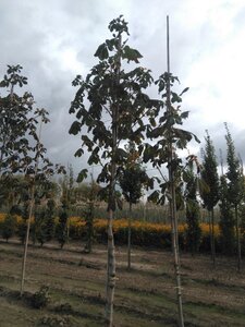 Aesculus hip. 'Baumannii' 16-18 Hoogstam draadkluit 3 X verplant - afbeelding 4