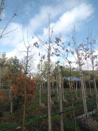 Aesculus hip. 'Baumannii' 16-18 Hoogstam draadkluit 3 X verplant - afbeelding 7