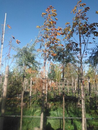 Aesculus hip. 'Baumannii' 16-18 Hoogstam draadkluit 3 X verplant - afbeelding 6