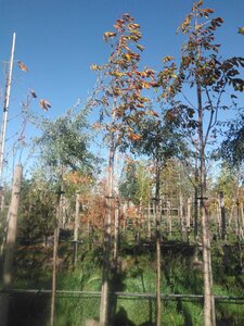 Aesculus hip. 'Baumannii' 16-18 Hoogstam draadkluit 3 X verplant - afbeelding 6