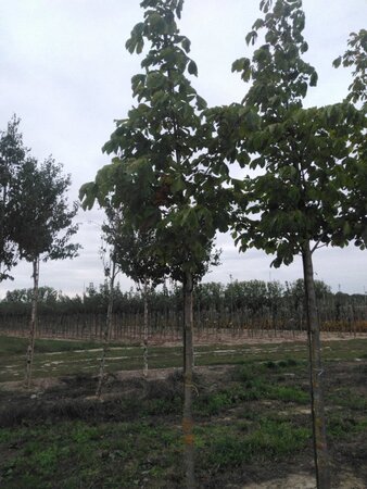 Aesculus hip. 'Baumannii' 16-18 Hoogstam draadkluit 3 X verplant - afbeelding 3