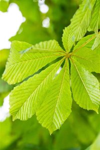 Aesculus hip. 'Baumannii' 20-25 Hoogstam draadkluit 3 X verplant