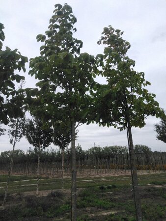 Aesculus hip. 'Baumannii' 20-25 Hoogstam draadkluit 3 X verplant - afbeelding 3