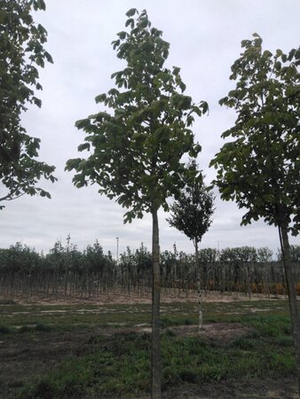 Aesculus hip. 'Baumannii' 25-30 Hoogstam draadkluit 3 X verplant - afbeelding 3