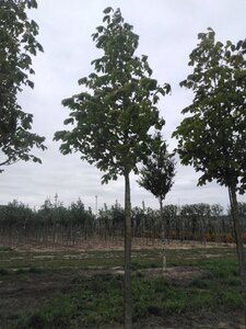 Aesculus hip. 'Baumannii' 25-30 Hoogstam draadkluit 3 X verplant - afbeelding 3