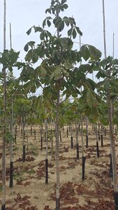 Aesculus hippocastanum 10-12 Hoogstam wortelgoed - afbeelding 6