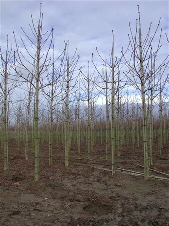 Aesculus hippocastanum 10-12 Hoogstam wortelgoed - afbeelding 6