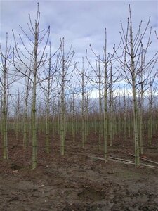 Aesculus hippocastanum 10-12 Hoogstam wortelgoed - afbeelding 6