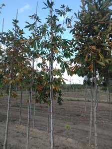 Aesculus hippocastanum 10-12 Hoogstam wortelgoed - afbeelding 7