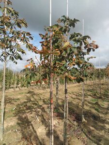 Aesculus hippocastanum 10-12 STA BR - image 8