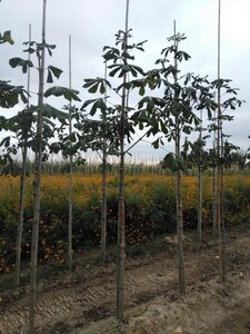 Aesculus hippocastanum 10-12 STA BR - image 5