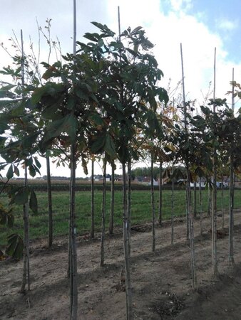 Aesculus hippocastanum 12-14 Hoogstam wortelgoed 2 X verplant - afbeelding 7