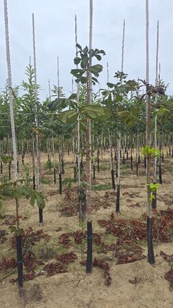 Aesculus hippocastanum 12-14 Hoogstam wortelgoed 2 X verplant - afbeelding 6