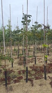 Aesculus hippocastanum 12-14 Hoogstam wortelgoed 2 X verplant - afbeelding 6