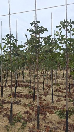 Aesculus hippocastanum 12-14 Hoogstam wortelgoed 2 X verplant - afbeelding 5