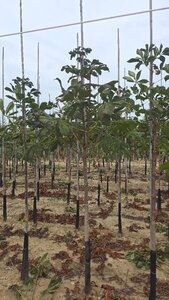 Aesculus hippocastanum 12-14 Hoogstam wortelgoed 2 X verplant - afbeelding 5