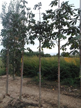 Aesculus hippocastanum 14-16 Hoogstam wortelgoed 2 X verplant - afbeelding 1