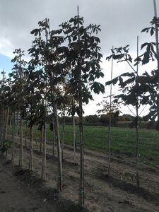 Aesculus hippocastanum 14-16 Hoogstam wortelgoed 2 X verplant - afbeelding 2