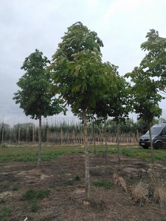 Aesculus hippocastanum 20-25 Hoogstam draadkluit 3 X verplant