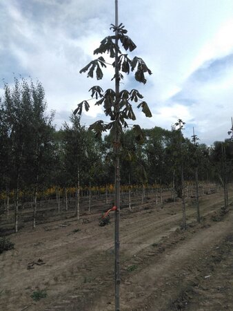 Aesculus hippocastanum 6-8 Hoogstam wortelgoed - afbeelding 5