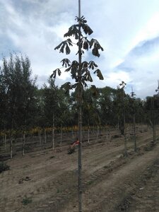 Aesculus hippocastanum 6-8 Hoogstam wortelgoed - afbeelding 5